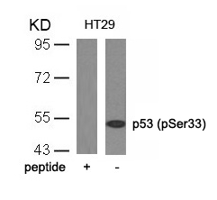 p53(Phospho-Ser33)