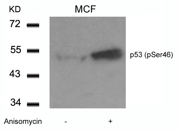 p53(Phospho-Ser46)