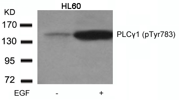 PLCgamma1(Phospho-Tyr783)