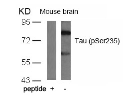 Tau(Phospho-Ser235)