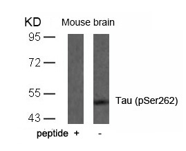 Tau(Phospho-Ser262)