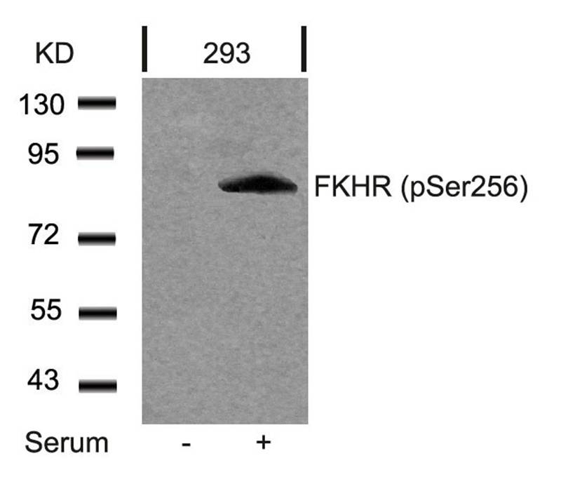 FKHR(Phospho-Ser256)