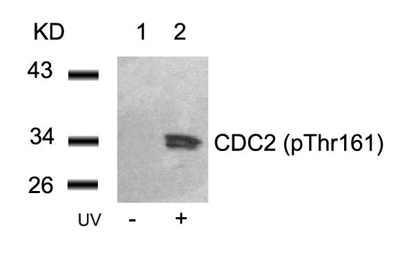 CDC2(Phospho-Thr161)