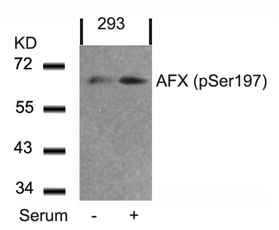 AFX(Phospho-Ser197)