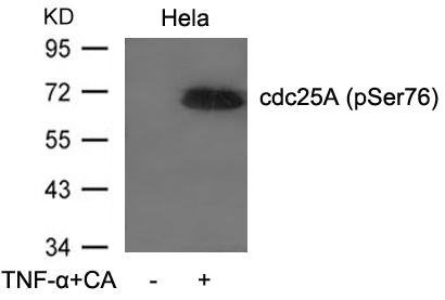 cdc25A(Phospho-Ser76)