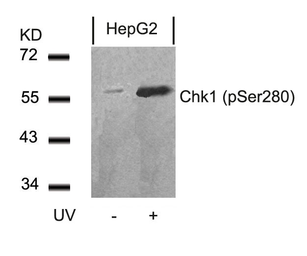 Chk1(Phospho-Ser280)