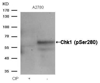 Rabbit Polyclonal Antibody to Chk1(Phospho-Ser280)