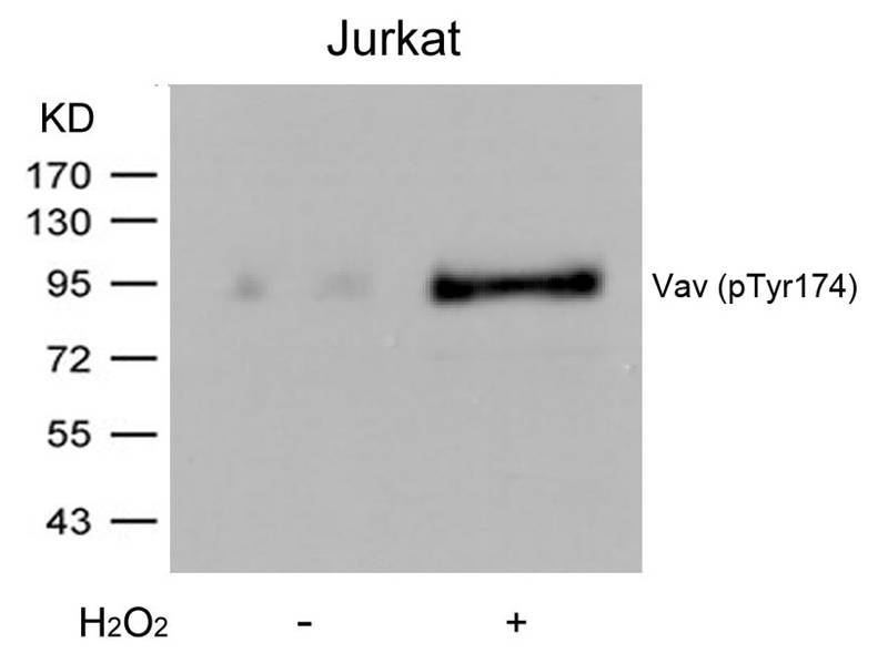 Vav(Phospho-Tyr174)