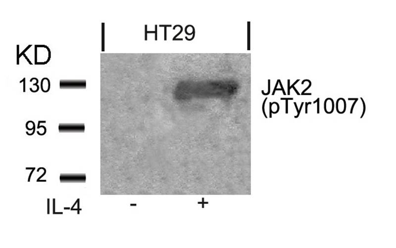 Jak2(Phospho-Tyr1007)