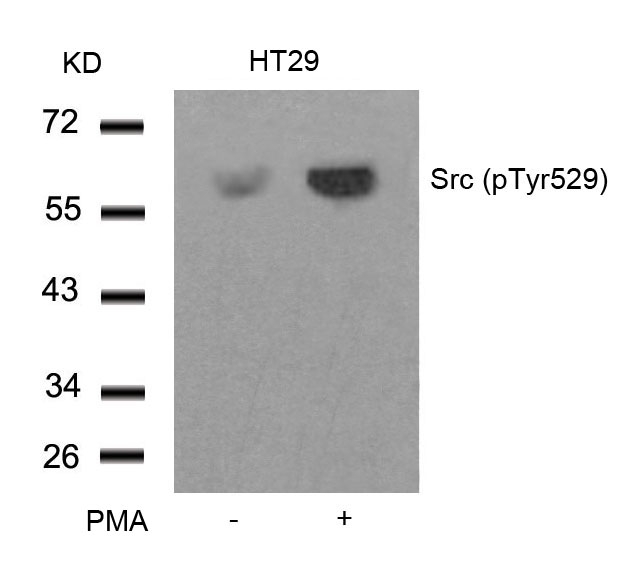 Src(Phospho-Tyr529)