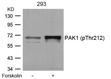 PAK1(Phospho-Thr212)