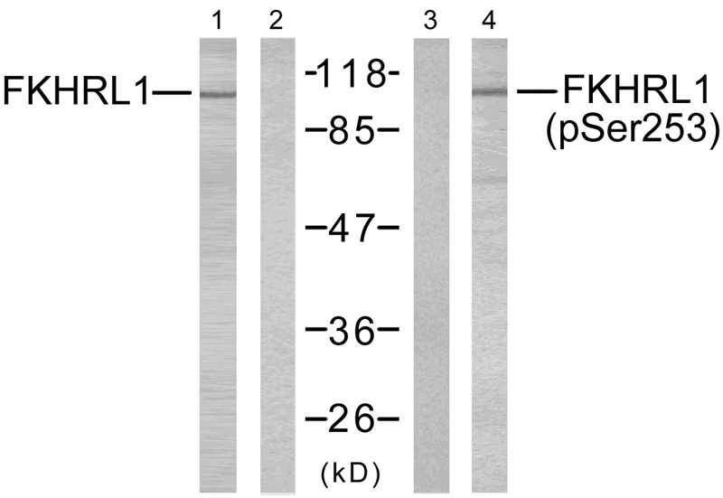 FKHRL1(Phospho-Ser253)
