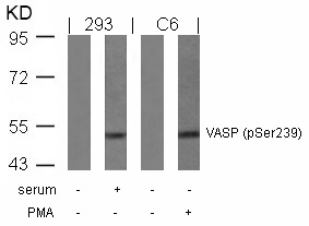 VASP(Phospho-Ser239)