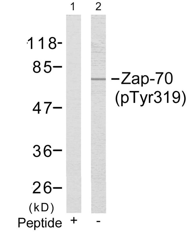 Zap-70(Phospho-Tyr319)