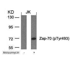 Zap-70(Phospho-Tyr493)
