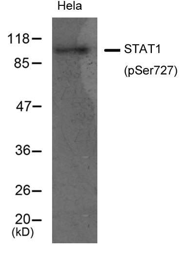STAT1(Phospho-Ser727)