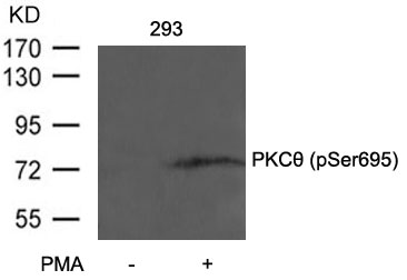 PKCth(Phospho-Ser695)