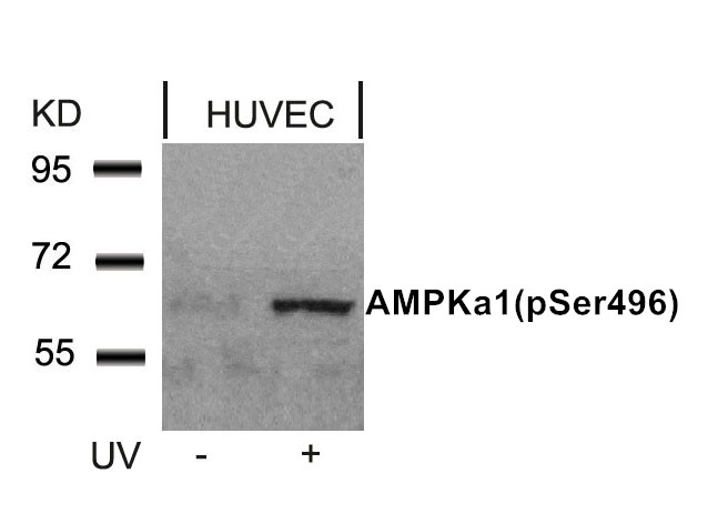 AMPKα1 (Phospho-Ser496)