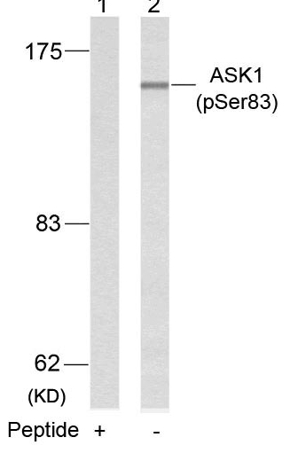 ASK1(Phospho-Ser83)
