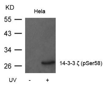 14-3-3z(Phospho-Ser58)