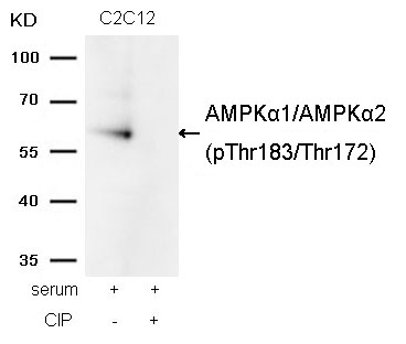 AMPKα1/AMPKα2(Phospho-Thr183/Thr172)