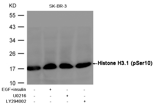Histone H3.1(Phospho-Ser10)