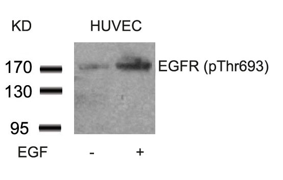 EGFR(Phospho-Thr693)