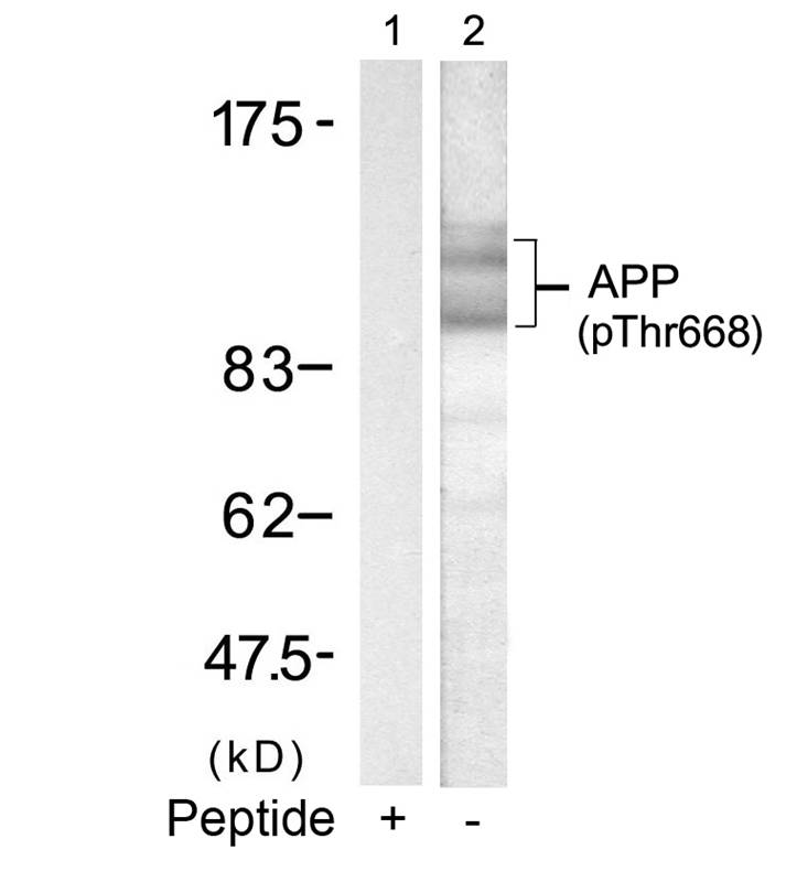 APP(Phospho-Thr668)