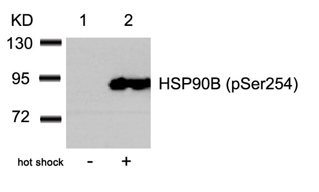 HSP90B(Phospho-Ser254)