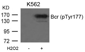 Bcr(Phospho-Tyr177)