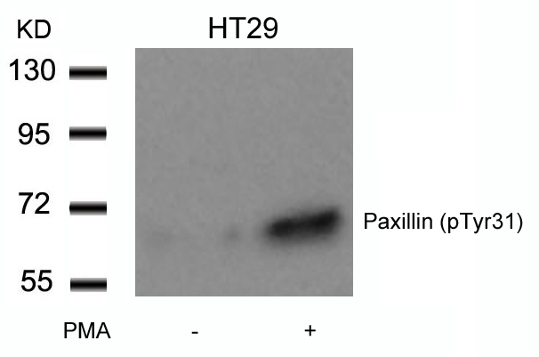 Paxillin(Phospho-Tyr31)