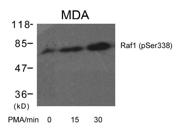 Raf1(Phospho-Ser338)