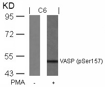 VASP(Phospho-Ser157)