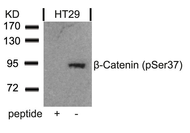 b-Catenin(Phospho-Ser37)