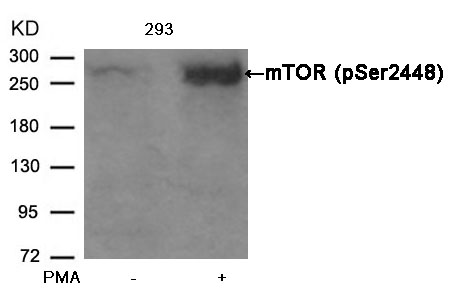 mTOR(Phospho-Ser2448)