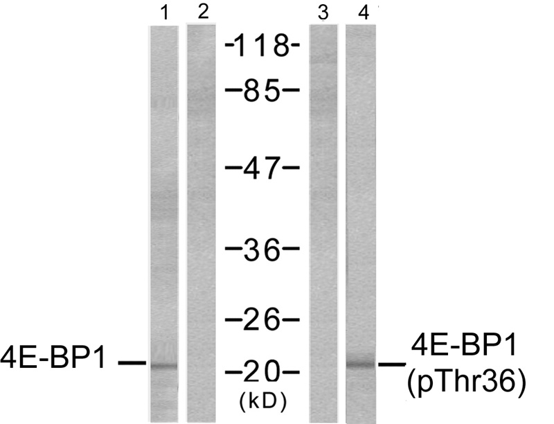 4E-BP1(Phospho-Thr37)