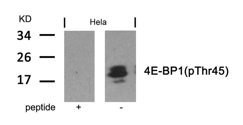 4E-BP1(Phospho-Thr46)