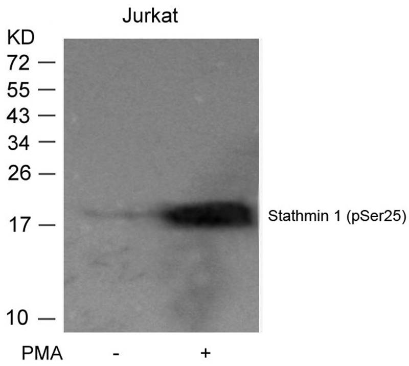 Stathmin1(Phospho-Ser25)