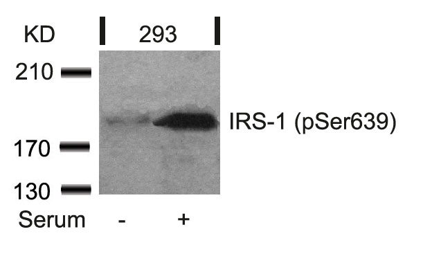 IRS-1(Phospho-Ser639)