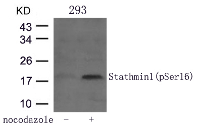 Stathmin1(Phospho-Ser16)