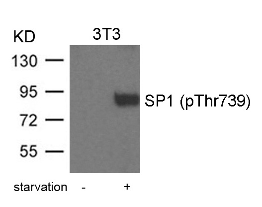 SP1(Phospho-Thr739)
