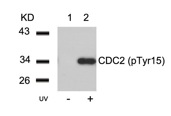 CDC2(Phospho-Tyr15)
