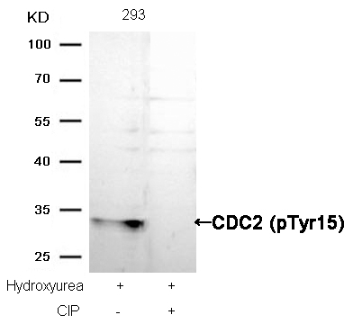 Rabbit Polyclonal Antibody to CDC2(Phospho-Tyr15)
