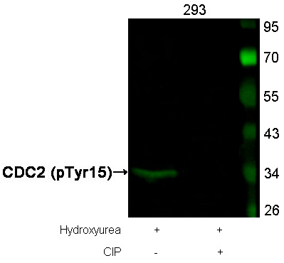 Rabbit Polyclonal Antibody to CDC2(Phospho-Tyr15)
