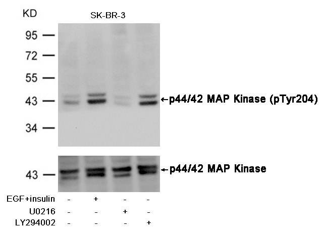 p44/42 MAP Kinase(Phospho-Tyr204)