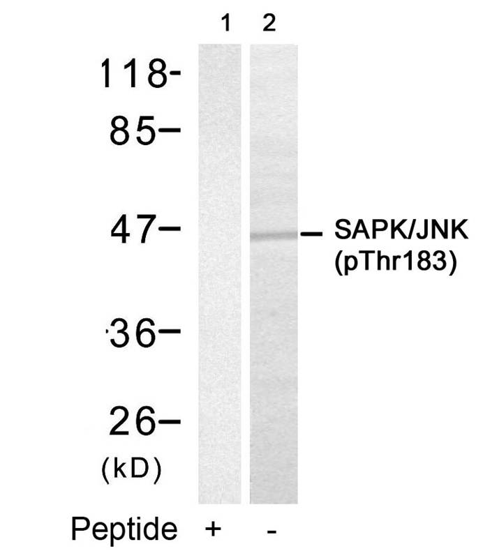 SAPK/JNK(Phospho-Thr183)