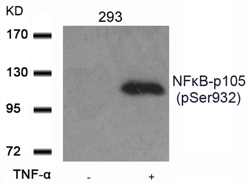 NFkB-p105(Phospho-Ser932)