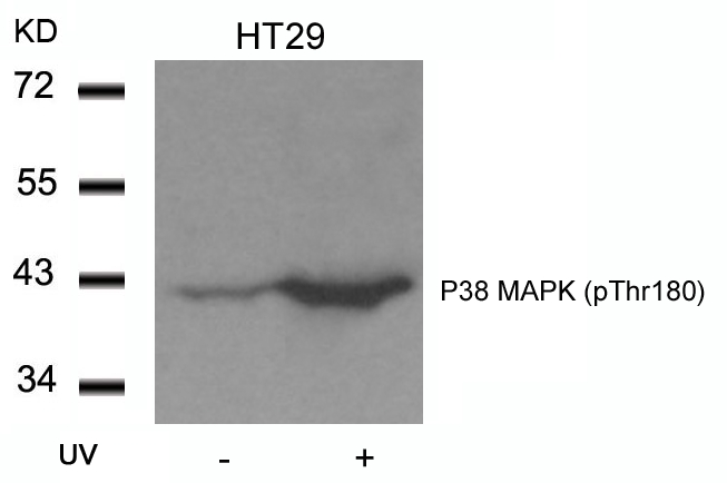 P38 MAPK(Phospho-Thr180)