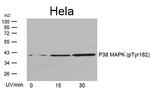 P38 MAPK(Phospho-Tyr182)