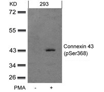 Connexin 43 (phospho-Ser368)